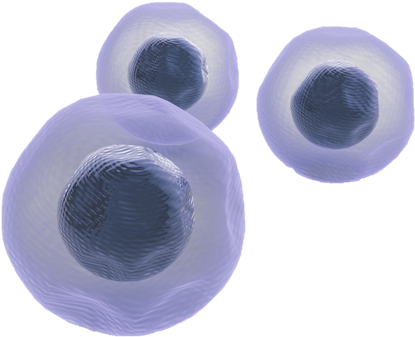 235 2350536 stemcells stem cells png