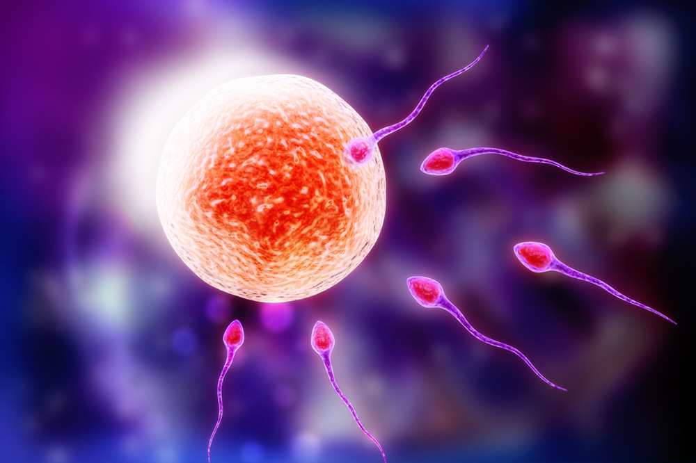 Illustration of several sperm cells swimming toward an egg cell, set against a colorful, abstract background symbolizing fertility. The large orange-yellow egg contrasts with the purple sperm, highlighting the journey at the heart of reproduction and immunity.
